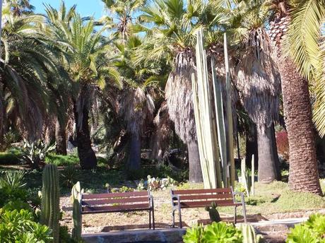 The Car, The Commercial, and a Stunning Succulent Garden