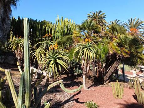 The Car, The Commercial, and a Stunning Succulent Garden