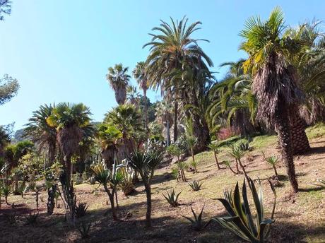 The Car, The Commercial, and a Stunning Succulent Garden