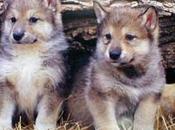 Wolf Execution ‘quota’ Measure Wisconsin DNR’s Ignorance