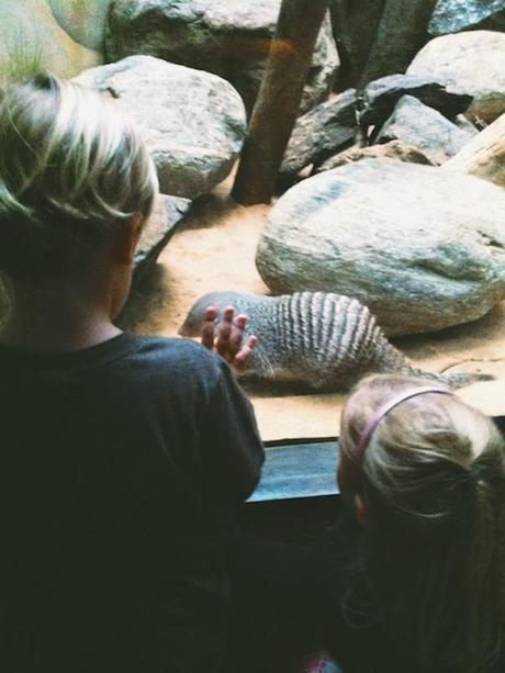 marsupial_FeedMeDearly