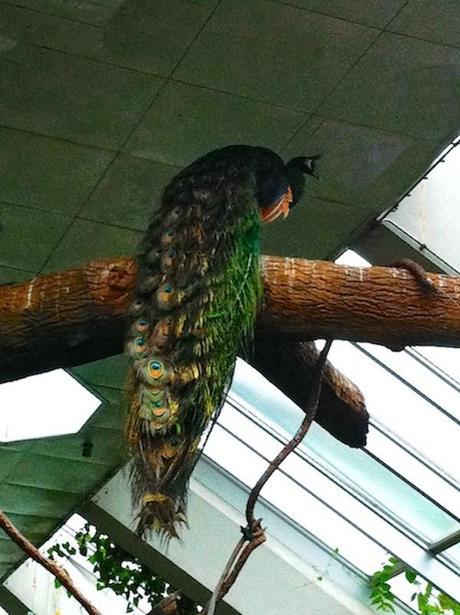 peacock_FeedMeDearly