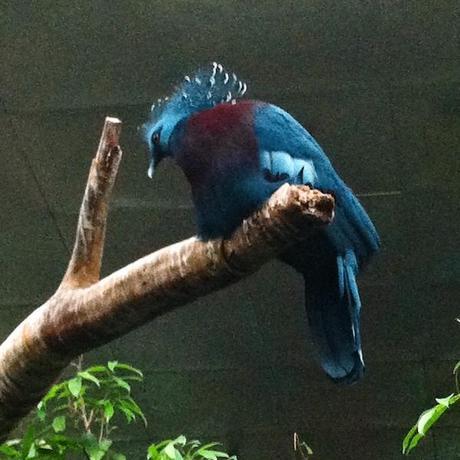 birds_FeedMeDearly (1)