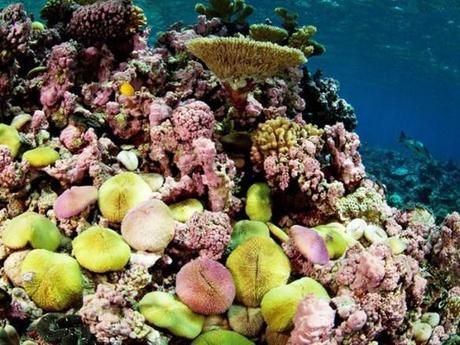 A Welcome Political Initiative to Preserve Life in The Oceans