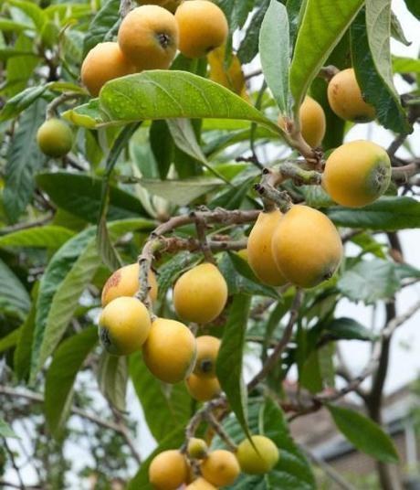 Loquats ripening on the tree-2