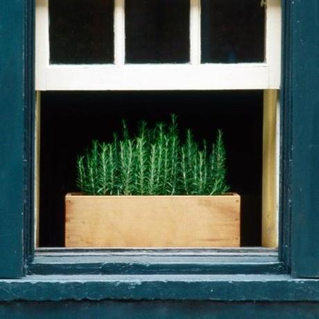 Rosemary-Planter-Box-Window-Garden-Beautiful-Blue-House