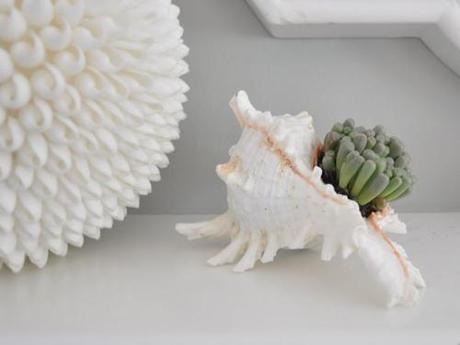 Seashells-Succulents-White-Planter-Gardening.jpg