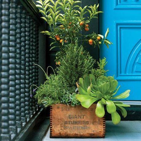 Crate-Wooden-Vintage-Planter-Rosemary-Succulent-Blue-Green-Mix
