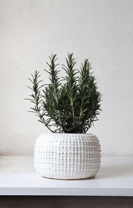 Rosemary-Dew-of-the-Sea-White-Planter