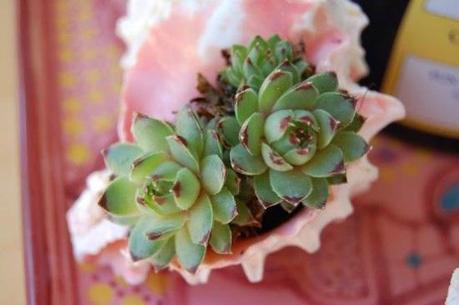 Seashell-Planter-Succulent-Pink.jpg