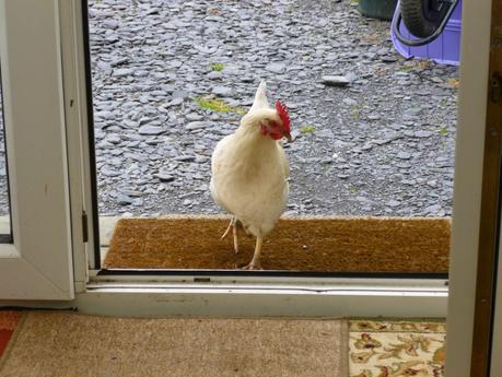 No More Chicken at the Door