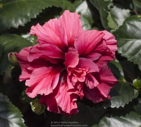 Pride of Hankins  Hibiscus © 2012 Patty Hankins