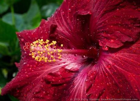 Kiss & Tell Hibiscus © 2014 Patty Hankins