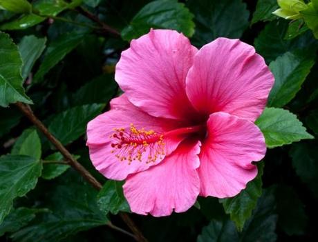 Pink Hibiscus © 2014 Patty Hankins