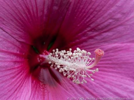 Pink Hibiscus © 2014 Patty Hankins