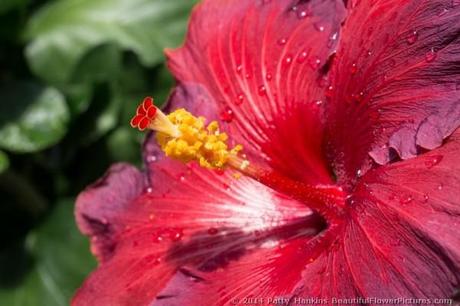 Night Fire Hibiscus © 2014 Patty Hankins