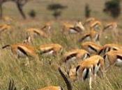 Tanzania Employ Wildlife Conservators