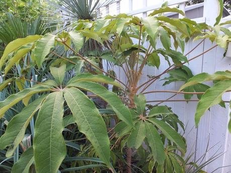 Schefflera rhododendrifolia (Tregrehan) on first raised bed