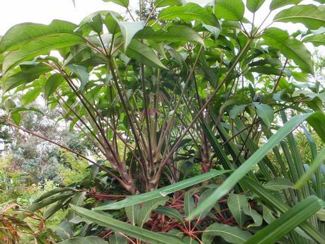 Schefflera aff. chapana