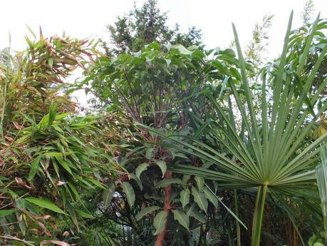 Schefflera aff. chapana