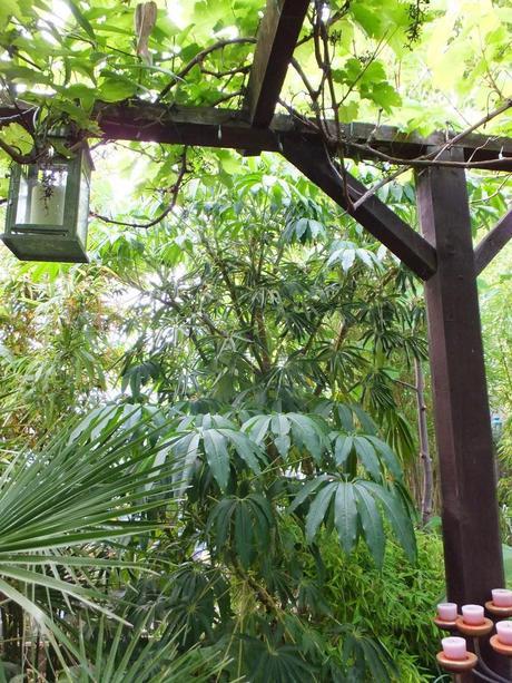 Schefflera taiwaniana