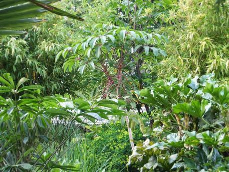Schefflera kornasii
