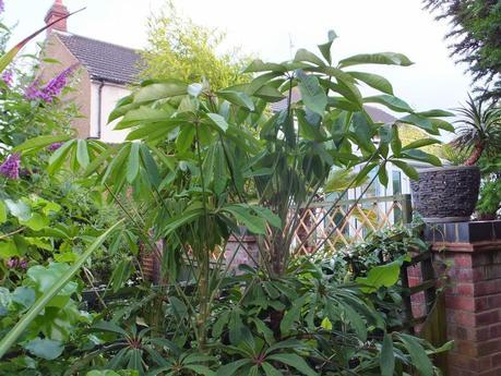 Schefflera rhododendrifolia (Garden House)