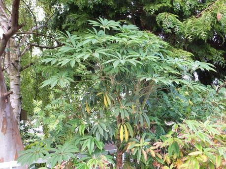 Schefflera taiwaniana in third raised bed