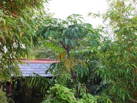 Schefflera aff. myriocarpa