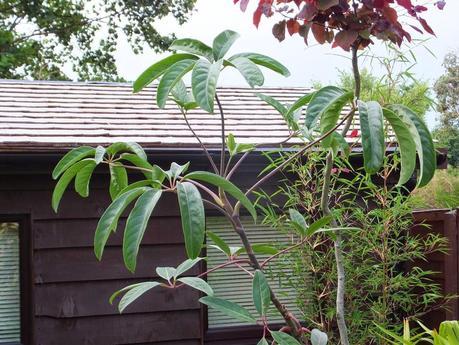Schefflera alpina (large leaf form)
