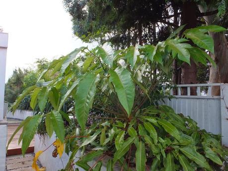 Schefflera delavayi