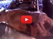 What Hidden Camera Captured Inside These Livestock Auctions