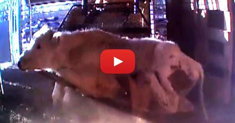 What a hidden camera captured inside these livestock auctions