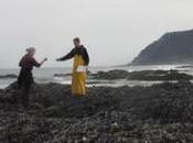 Star Disease Epidemic Surges Oregon, Local Extinctions Expected (USA)