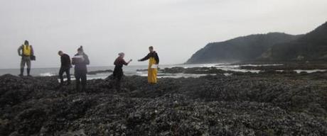 Sea star disease epidemic surges in Oregon, local extinctions expected (USA)