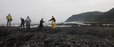 Sea star disease epidemic surges in Oregon, local extinctions expected