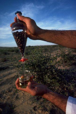 extracting jojoba oil