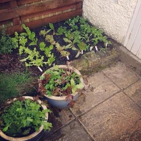 {How Does Your Garden Grow - Lettuce Watch}