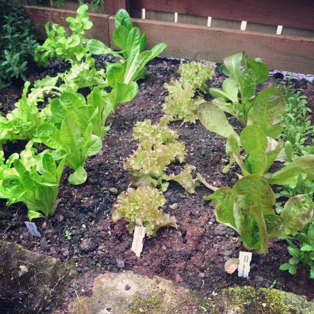 {How Does Your Garden Grow - Lettuce Watch}