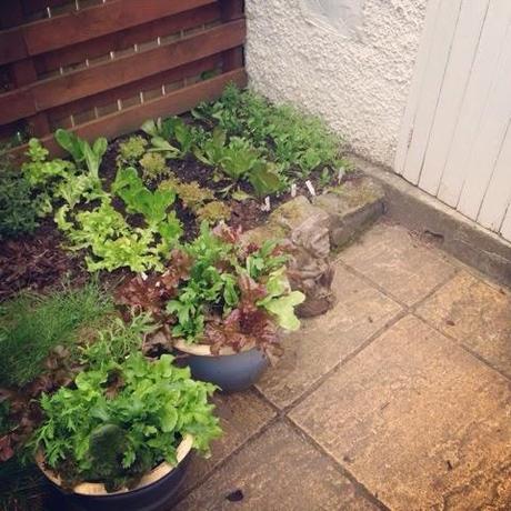 {How Does Your Garden Grow - Lettuce Watch}