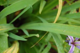Iris versicolor Leaf (07/06/2014, Kew Gardens, London)