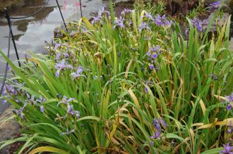 Iris versicolor (07/06/2014, Kew Gardens, London)