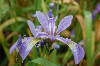 Iris versicolor Flower (07/06/2014, Kew Gardens, London)