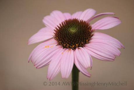 Echinacea purpurea, purple coneflower