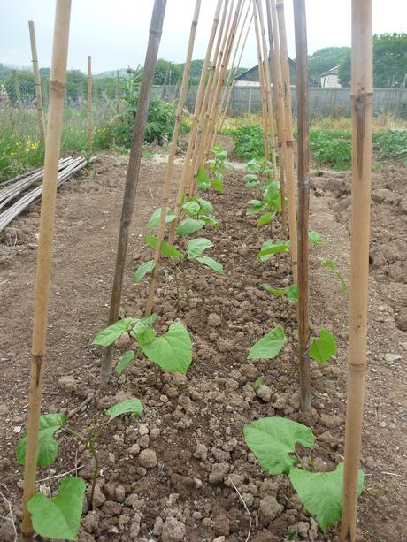 Latest from the allotment...