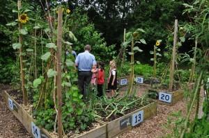 School garden