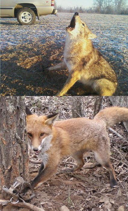 Petition – Ban Trapping!