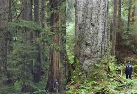 Geos Institute – Phase Out of Tongass Old-Growth Logging Can Begin Immediately