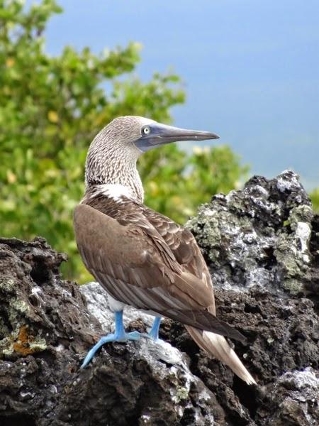 Can't have a Galapagos post without boobies!