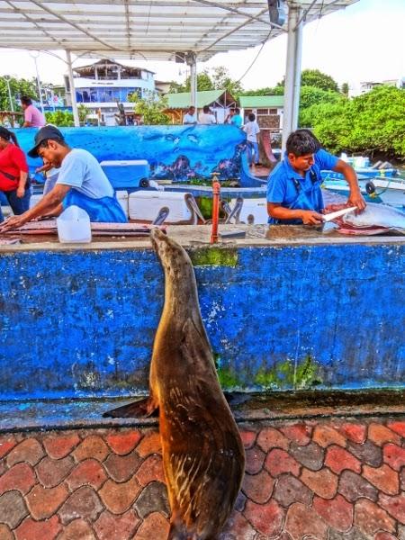 All this PR makes us hungry.  I can haz fish?